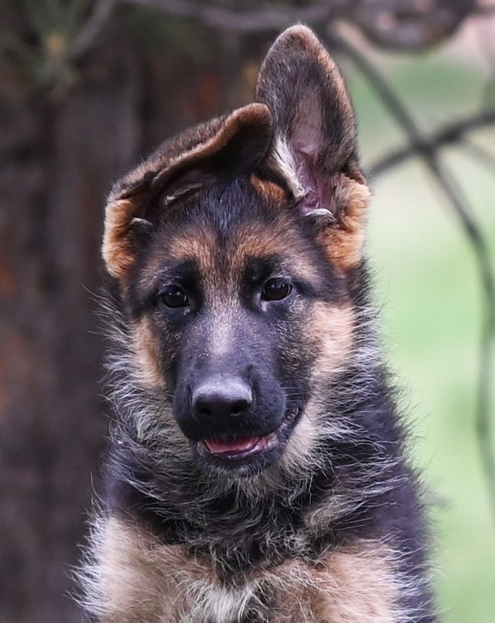 German Shepherd puppy for sale