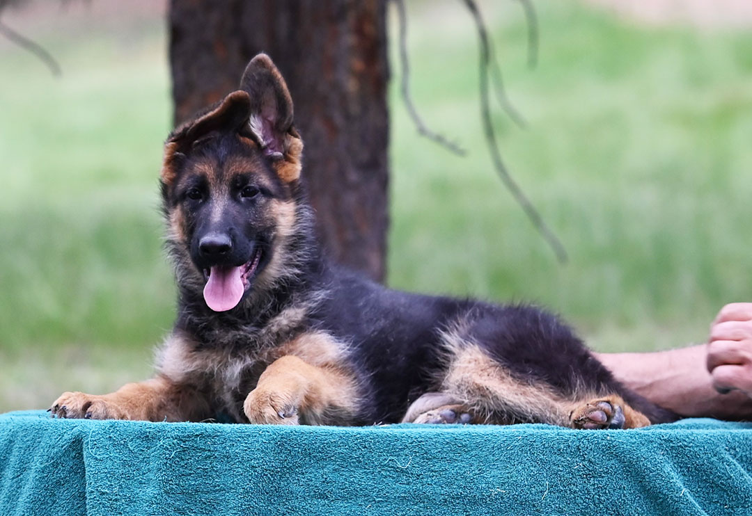 beautiful german shepherd puppy available