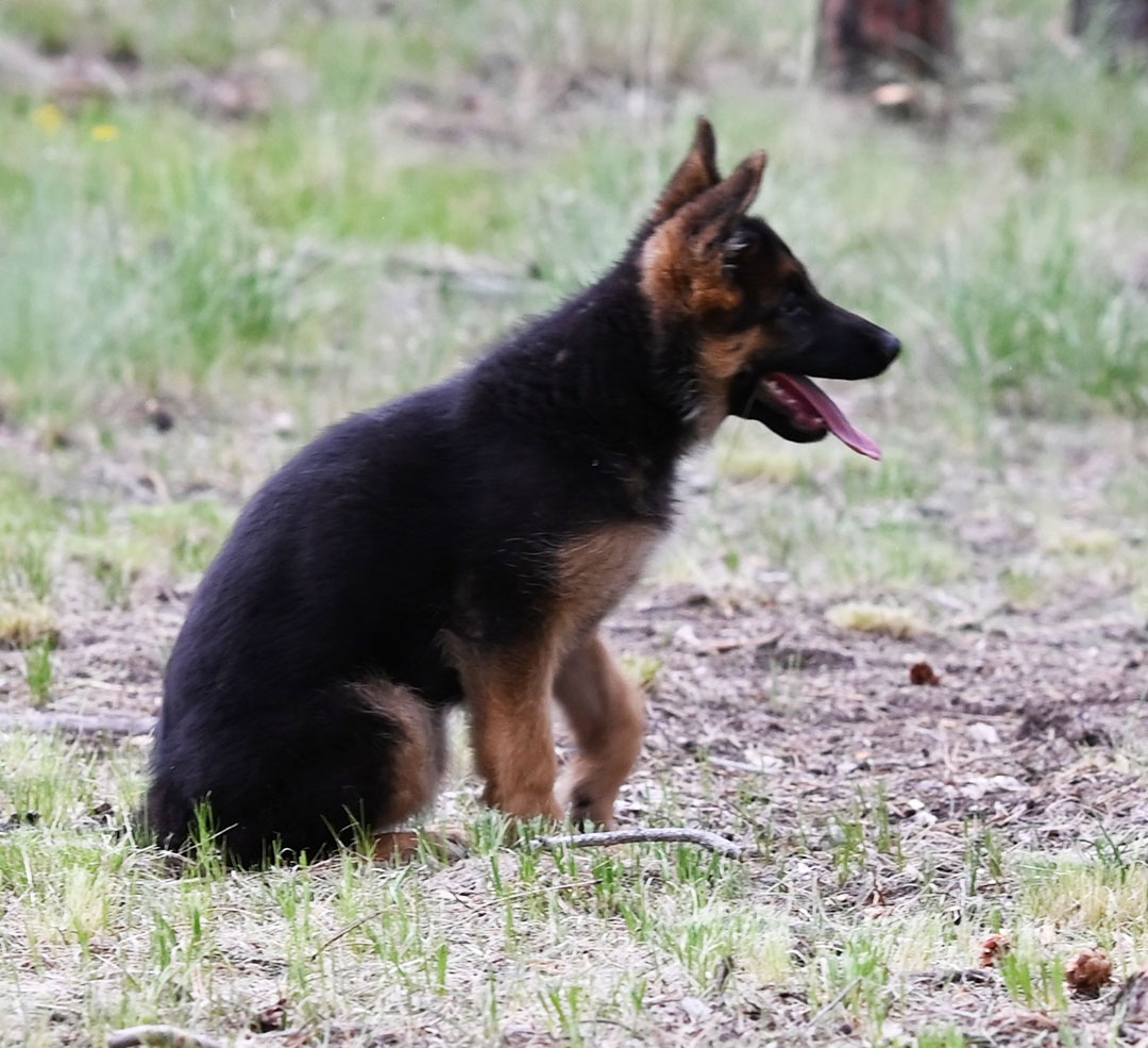 healthy german shepherd puppy for sale