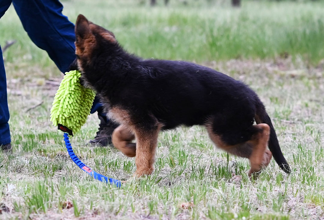 black and red gsd puppy available