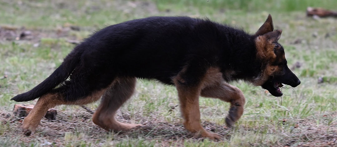 German Shepherd puppy available