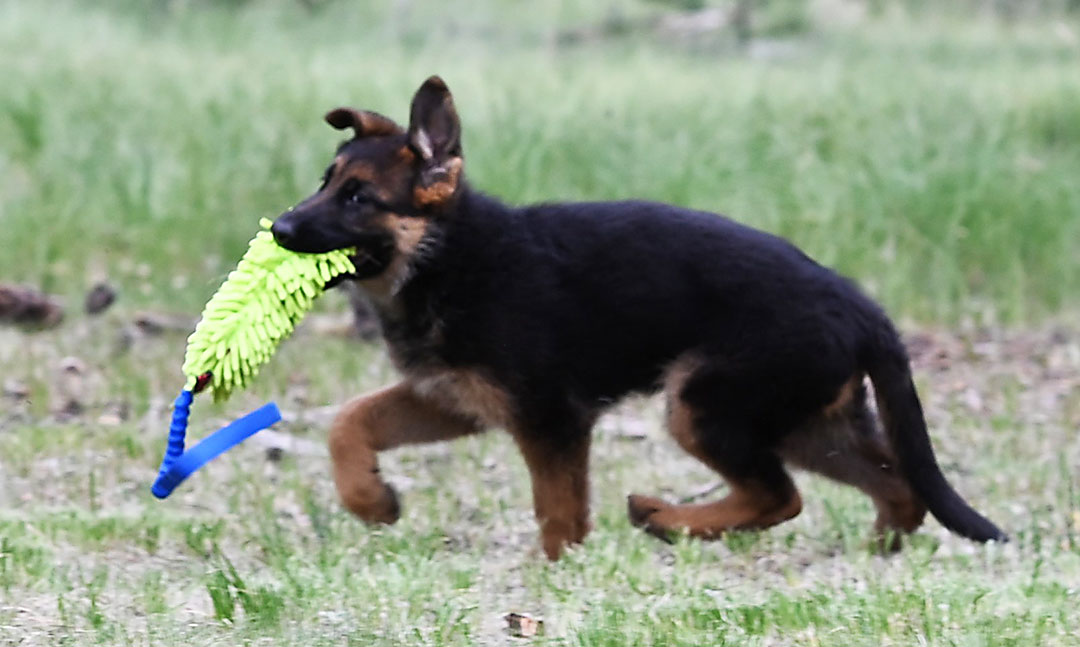 GSD puppy for sale