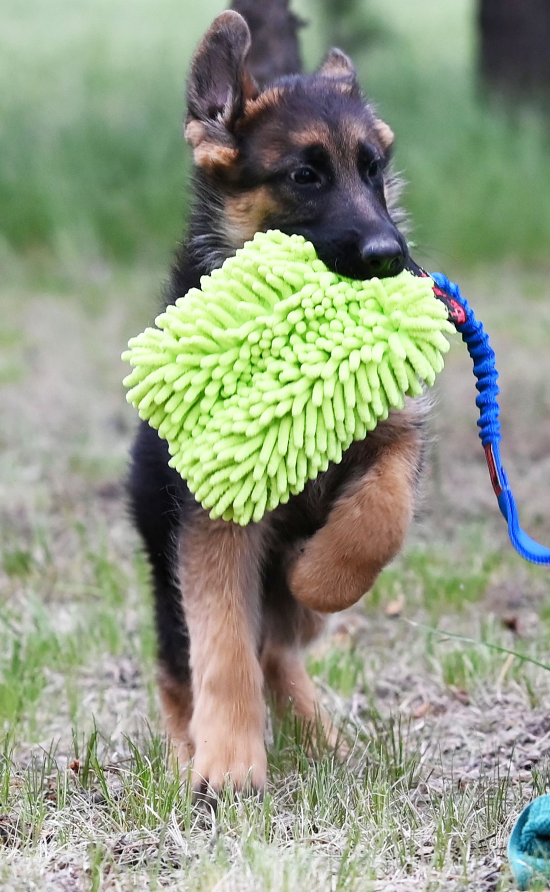 West German show line German shepherd puppy