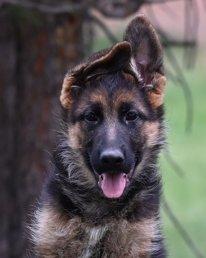 Female German Shepherd puppy available