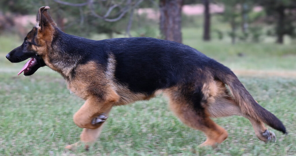 beautiful german shepherd puppy available