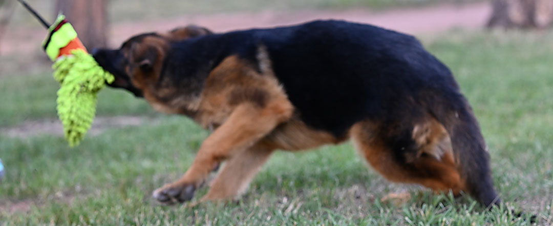 black and red gsd puppy available