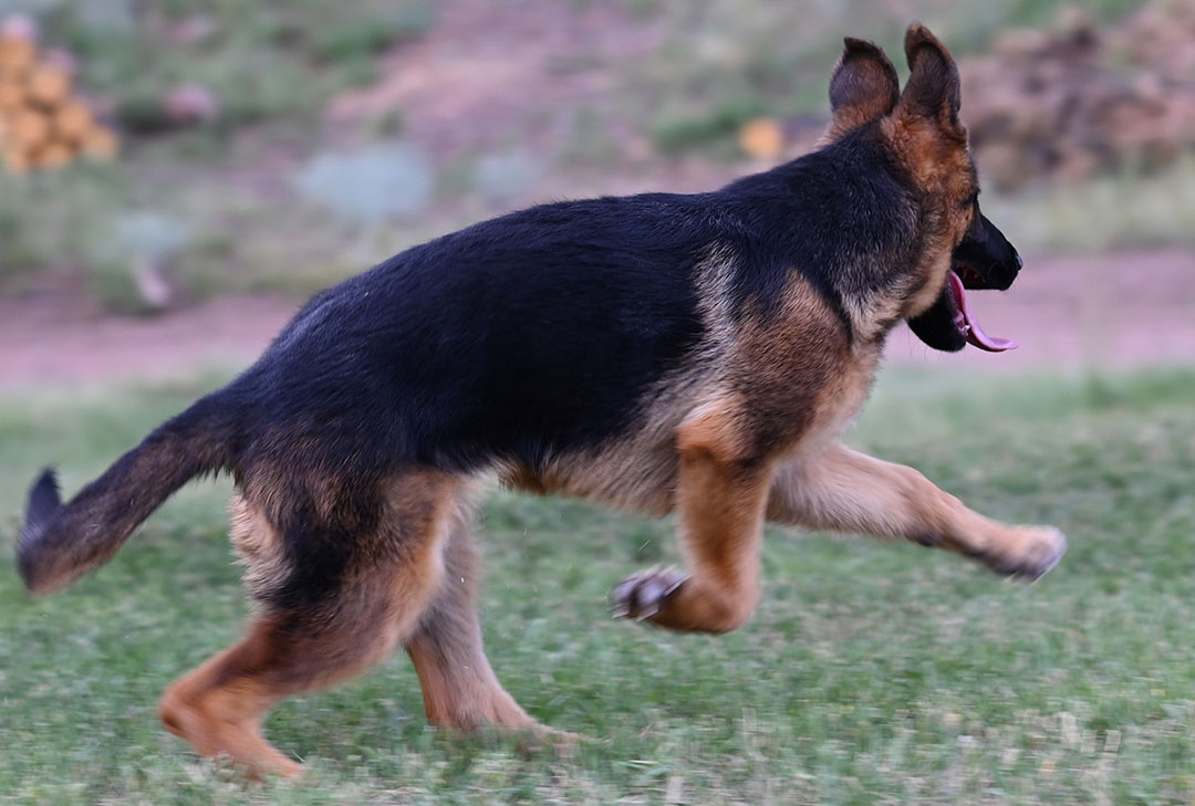 German Shepherd puppy for sale
