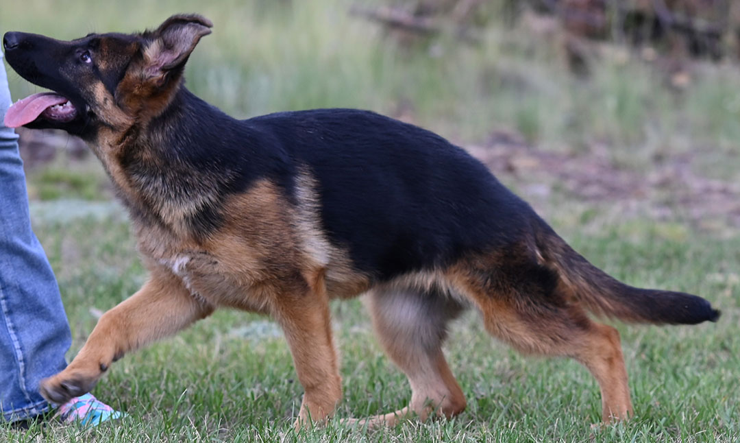 GSD puppy for sale