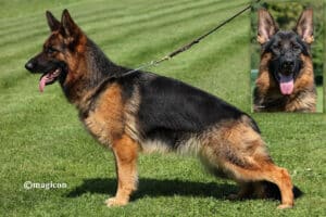female german shepherd
