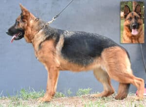 Tee Female German Shepherd