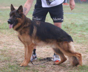German Shepherd male
