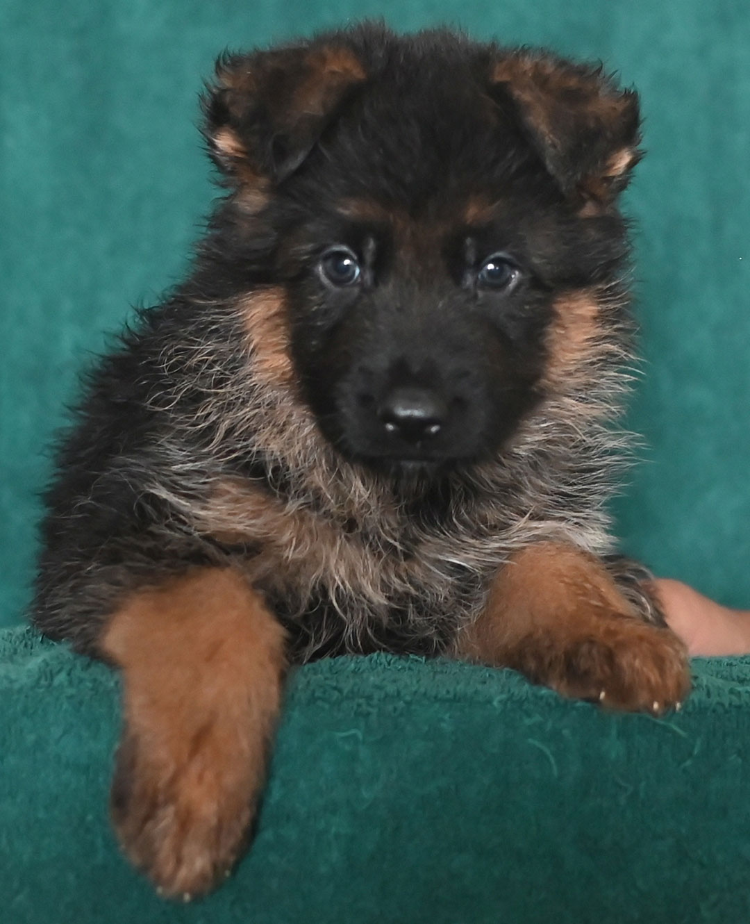 yakso-elataBlk-Red-Male-6wks