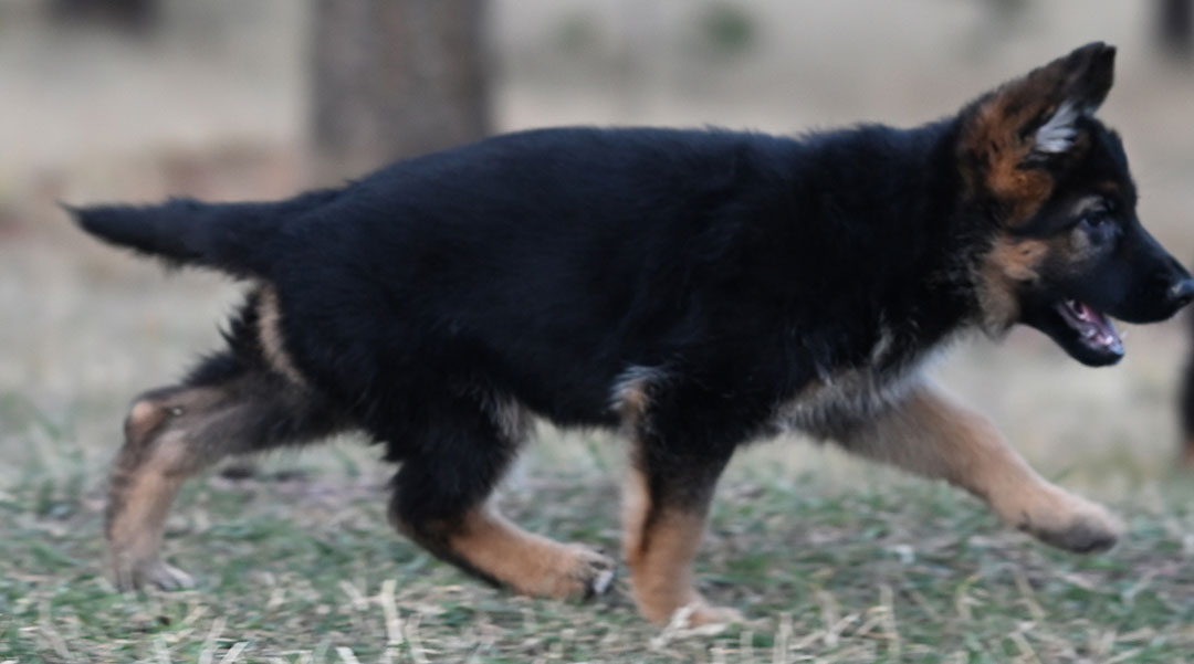yasko-elataFemale8wks1