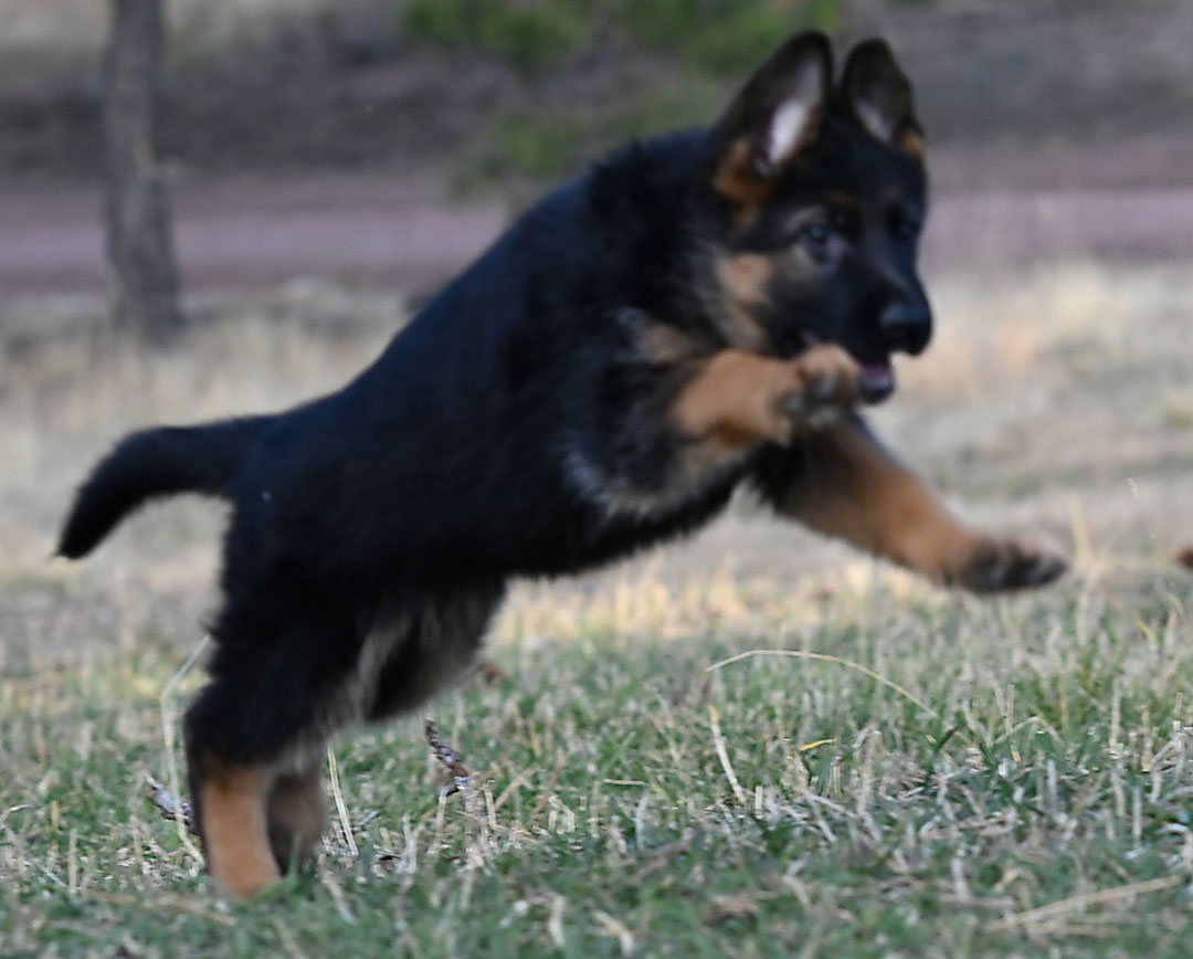 yasko-elataFemale8wks3
