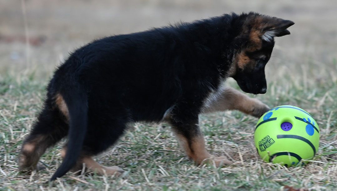 yasko-elataFemale8wks4
