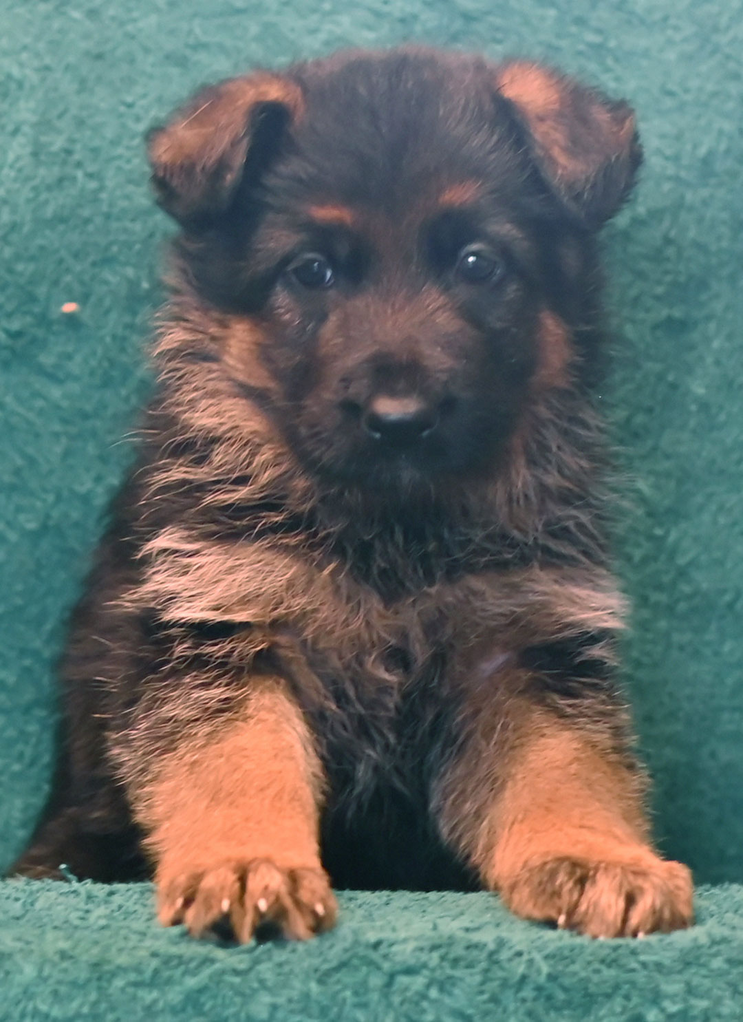 yasko-elataLavenser-female-6wks1