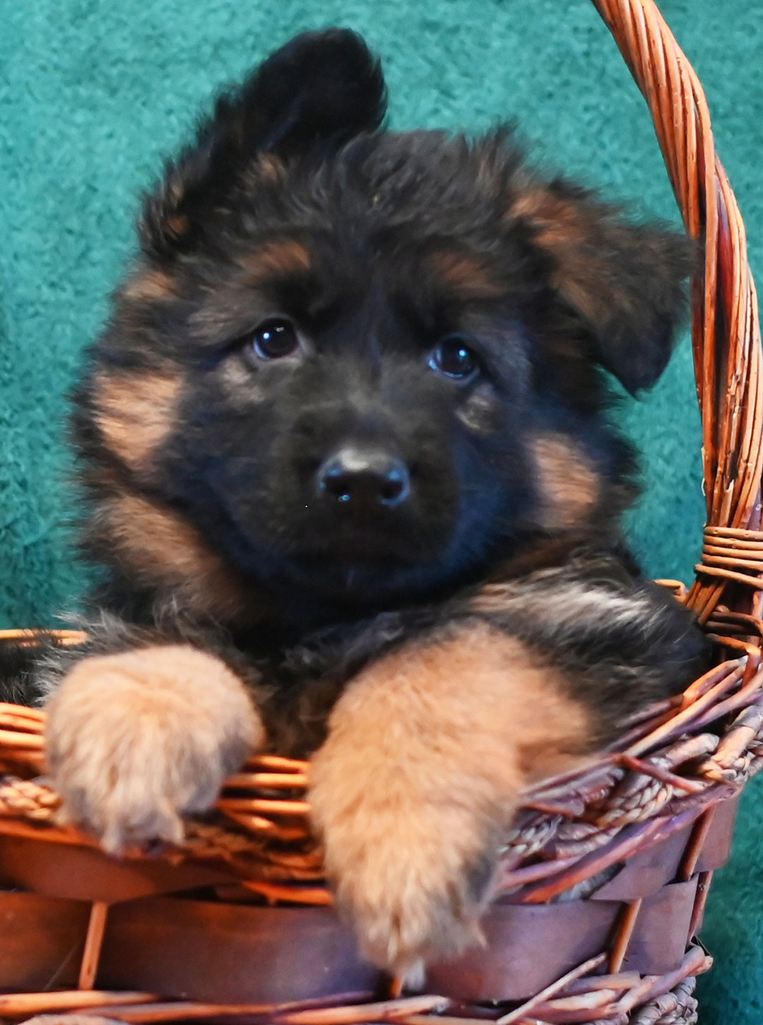 yasko-elataLongCoat-7wks