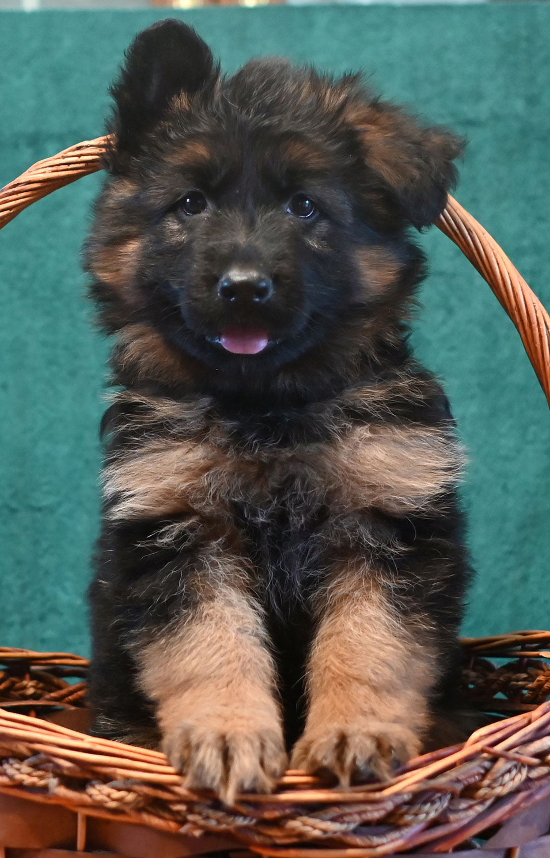 yasko-elataLongCoat-7wks3