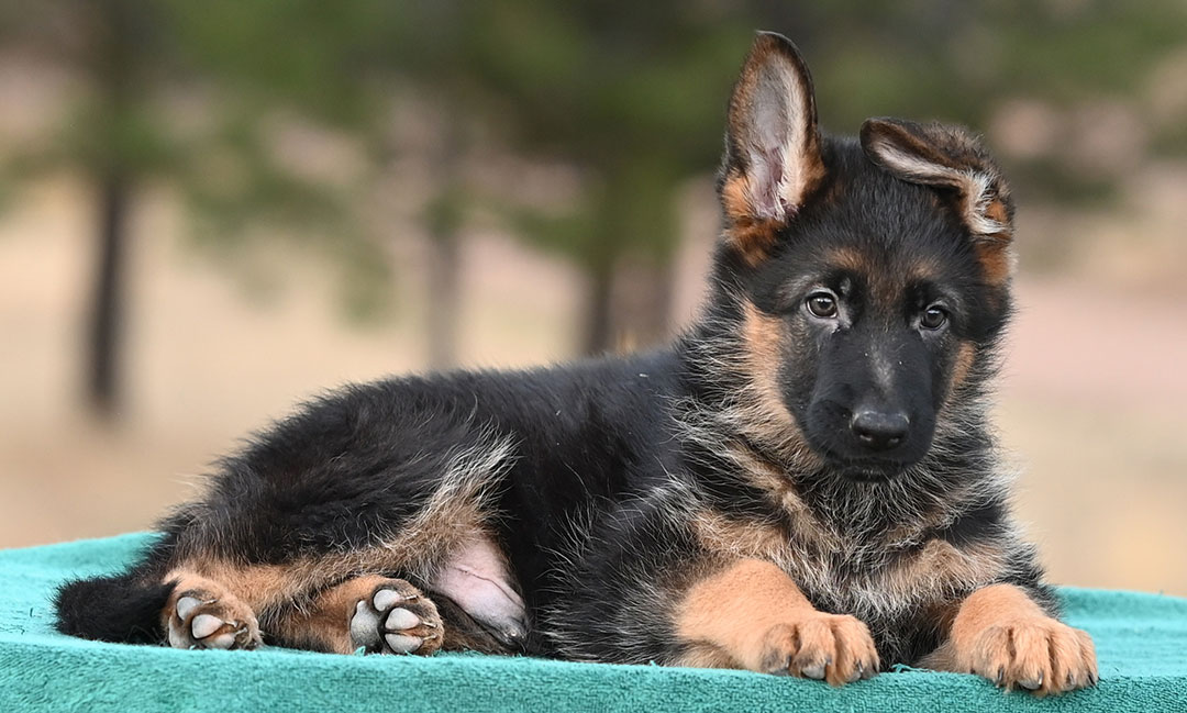 yasko-elataMale-8wks