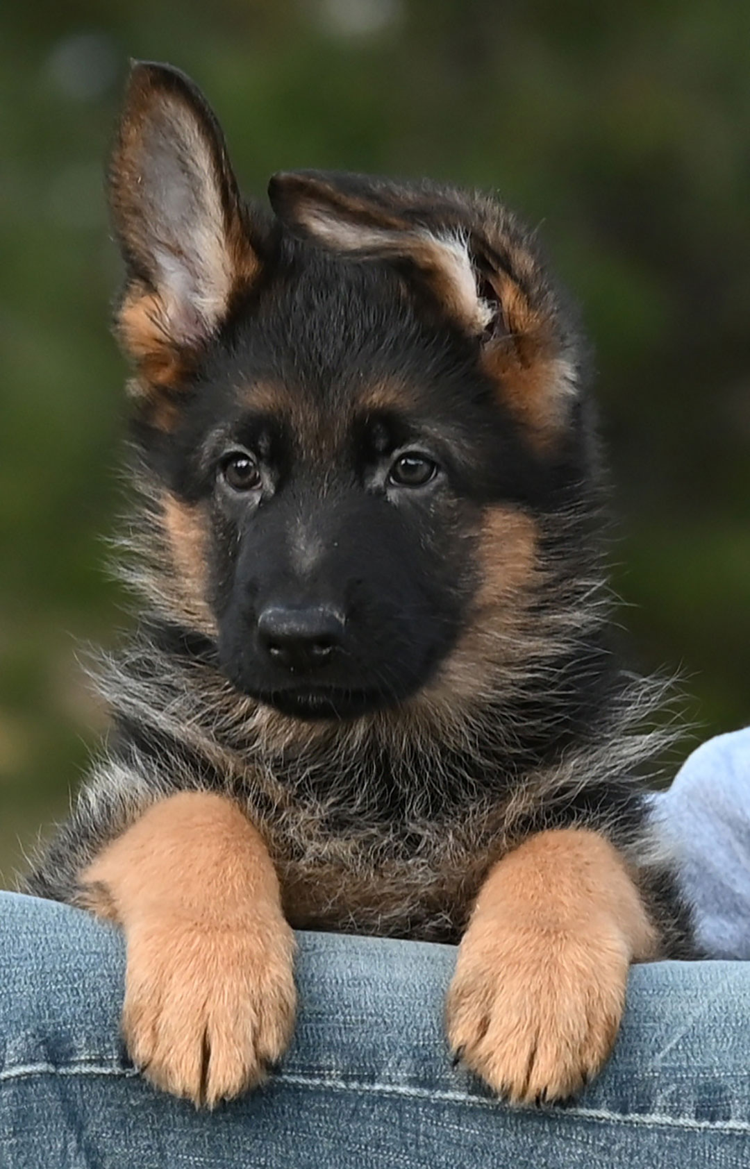 yasko-elataMale-8wks1