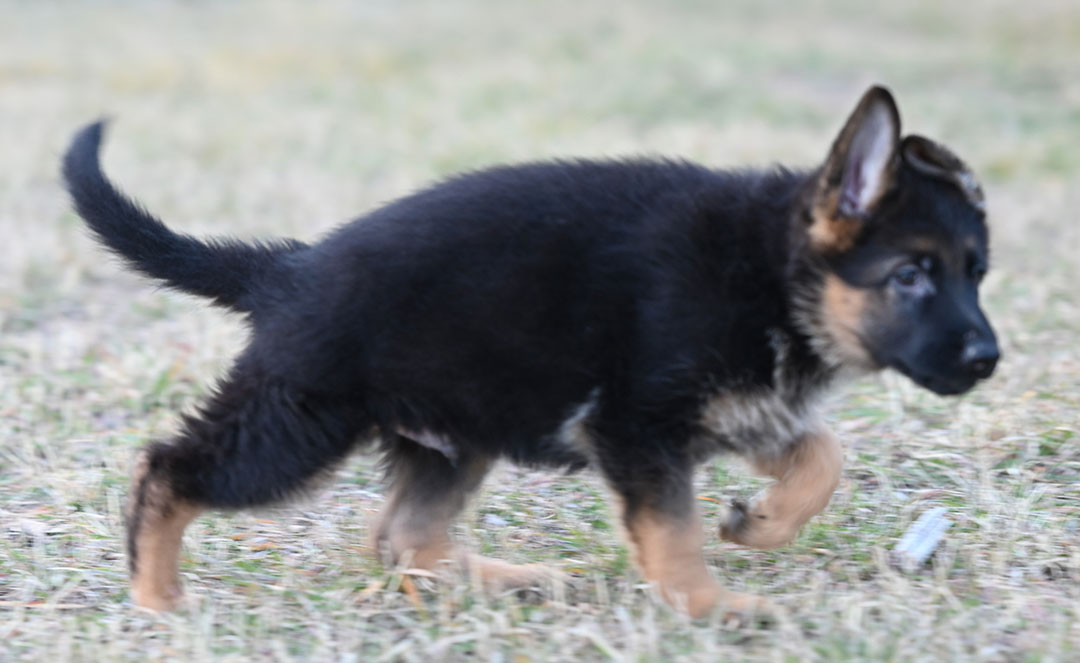 yasko-elataMale-8wks3