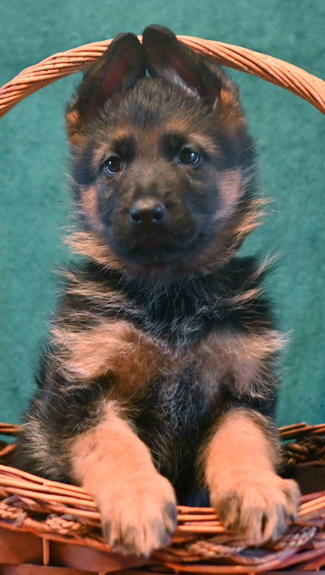 yasko-elataOrange-Female-7wks
