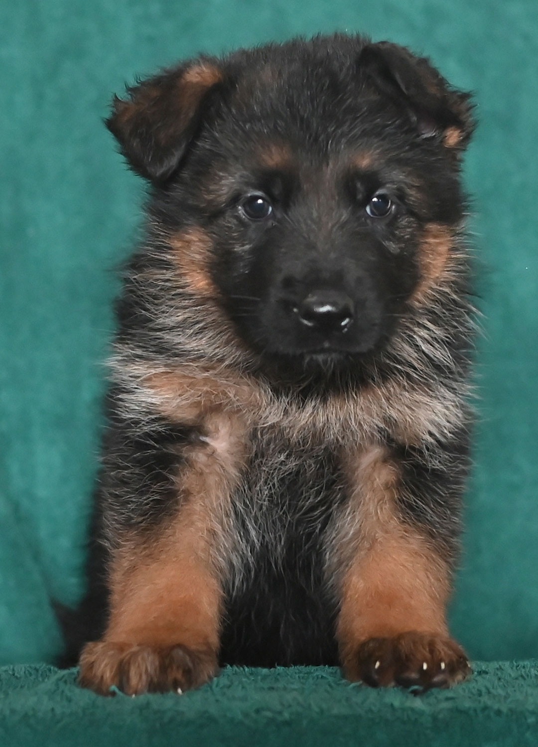 yasko-elataOrange-female-6wks2
