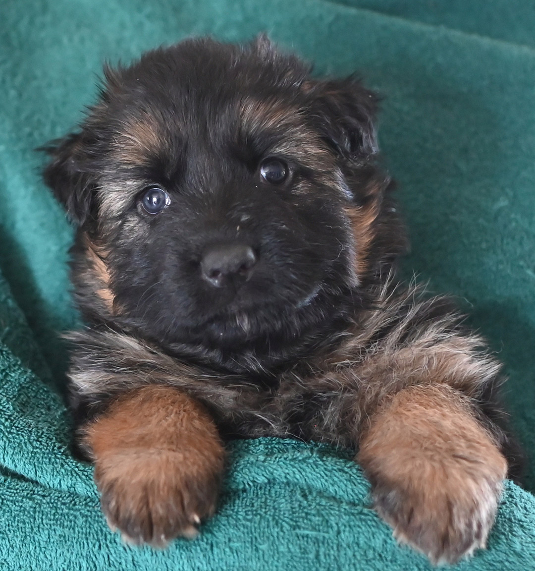 yasko_elataBrn-Teal-LC-FEmale4wks