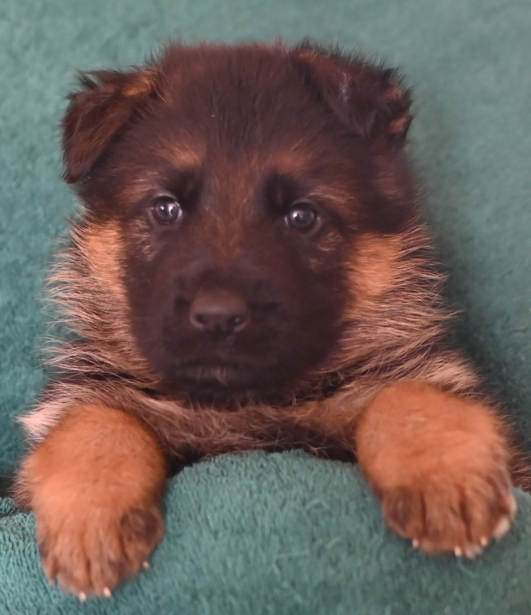 yasko_elataOrangeFemale4wks